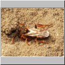 Nomada lathburiana - Wespenbiene w08.jpg